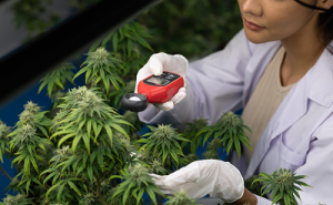 Cannabis and Multiple Sclerosis: A Pharmacist’s Perspective