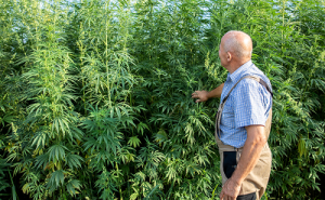 Why Do People Use Cannabis? A Pharmacist’s Perspective