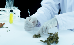 PTSD & the Endocannabinoid System: Where Cannabis May Help